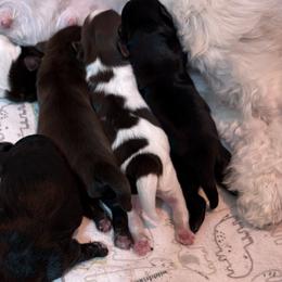 Shih Tzus from Christy Hyde