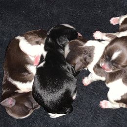 Miniature Schnauzer Puppies from Parti-Tyme Miniature Schnauzers
