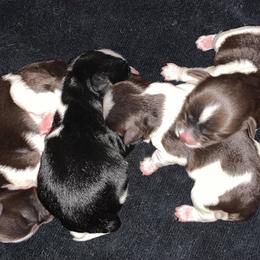 Miniature Schnauzer Puppies from Parti-Tyme Miniature Schnauzers