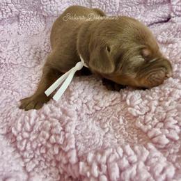 White collar girl - Red and rust female Doberman Pinscher puppy in North Judson, Indiana from Stalaris Dobermans