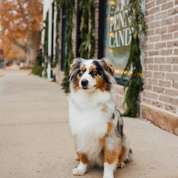 Remmi - Miniature Australian Shepherd