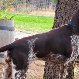 Dachshunds and German Shorthaired Pointers from Crestview Kennel
