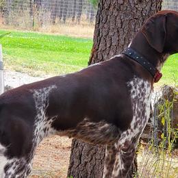 Dachshunds and German Shorthaired Pointers from Crestview Kennel