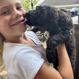 Aussiedoodle Puppies from Sister Doodles
