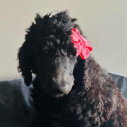Bright Pink - Black female Poodle puppy in Danville, Indiana from Traci's Poodles