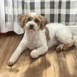 Willow - Goldendoodle