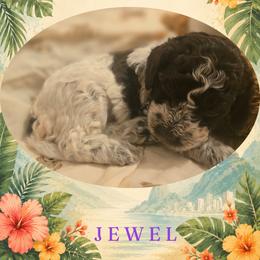 Girl 1 - Brown roan female Lagotto Romagnolo puppy in Salida, California from Harper's Lagotti