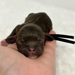 Black collar boy - Brown and tan male Cockapoo puppy in Oologah, Oklahoma from Timber Hills Poodles and Doodles