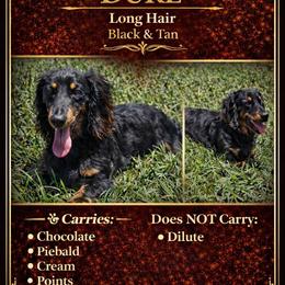 Duke - Dachshund