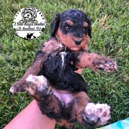 Phantom Female - Phantom female Bernedoodle puppy in Graham, Texas from 2 Rose Ranch Doodles