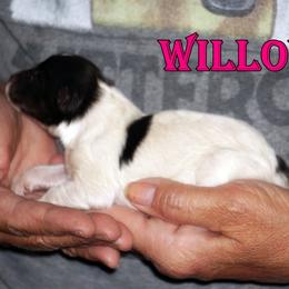 Willow - BI BLK CHW GIRL - White and black female Shetland Sheepdog puppy in Frazeysburg, Ohio from Mountain High Kennels