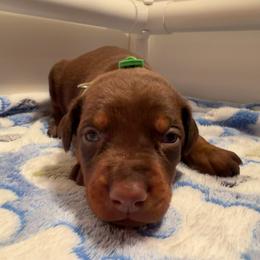 Light green Female - Red and rust female Doberman Pinscher puppy in Madison, Indiana from Jensen Dobermans and Dachshunds