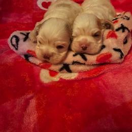 Girl 1 - Red and white female Cocker Spaniel puppy in Peoria, Arizona from Stand Alone Cockers