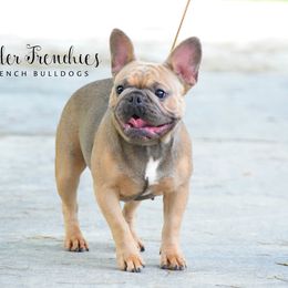 French Bulldog adult dog