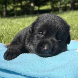 Pax Teal Male - Bi-color male German Shepherd puppy in Buffalo, West Virginia from Z Tykev Vino LLC