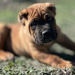 Boy 4 - Red male Cane Corso puppy in Sandia, Texas from OneTime Cane Corso