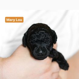 Poodle Puppies from Pawsable Prospects