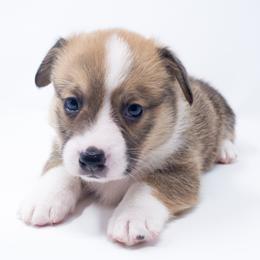 Marbles - Red male Pembroke Welsh Corgi puppy in Sacramento, California from Limitless Huskies