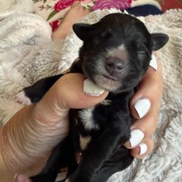 Cabernet - Black male Miniature Schnauzer puppy in Temple, Texas from Schnauzers Of Taylor