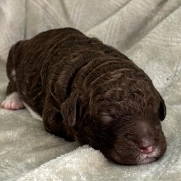 Brown and White Parti 8 - Brown male Poodle puppy in Monroe, North Carolina from The Klepper Homestead
