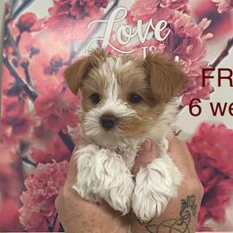 Fred - Parti male Yorkshire Terrier puppy in Forest, Virginia from Majestic Touch Kennels and Pet Services