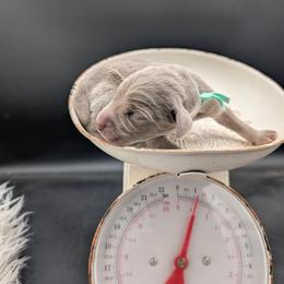Jennifer - Silver gray female Weimaraner puppy in Evart, Michigan from Drehbar Weimaraners