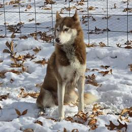 Sara - Siberian Husky