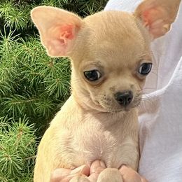 Benny - Fawn male Chihuahua puppy in Allentown, Pennsylvania from Tsunami Cockers & Chihuahuas