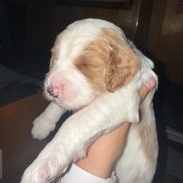 Dark blue collar - Parti male Goldendoodle puppy in Winchester, Tennessee from Mahaffey’s Doodles