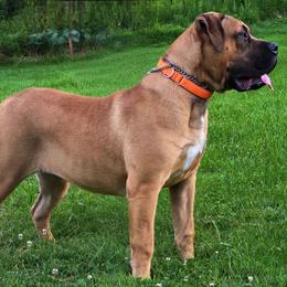 Freedom Small Batch (Rye) - Brown female Boerboel puppy in Naples, New York from Freedom Boerboels LLC