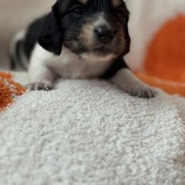 Toulouse - Piebald male Dachshund puppy in Vancouver, Washington from Cascade Minis