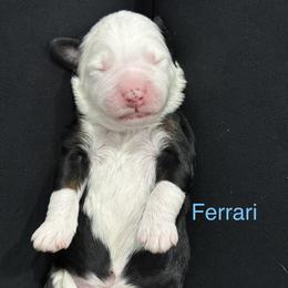 Ferrari - Tri-color male Bernedoodle puppy in El Campo, Texas from Little Fur Friends Bernedoodles