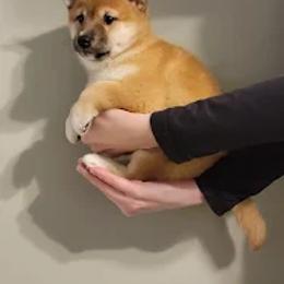 Shiba Inu Puppies from Veronika's Shiba Inus