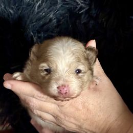 Boy 1 - Chocolate and tan male Pomeranian puppy in Skipperville, Alabama from Nay Nay’s Babies