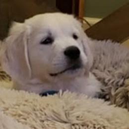 Golden Retriever Puppies from Gratz Kennels