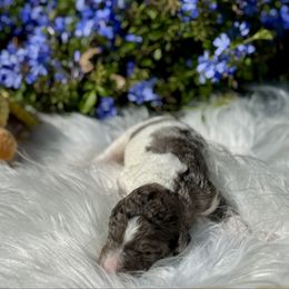 Slate - Blue merle male Aussiedoodle puppy in Waelder, Texas from Aussiedoodles of Austin