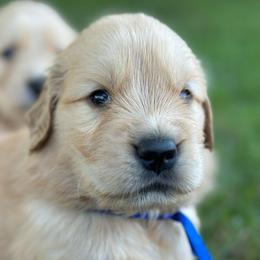 Moose (Navy) - Golden male Golden Retriever puppy in Franklin, West Virginia from Wildmour K9
