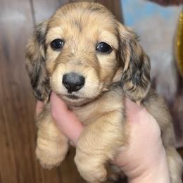 Evelyn - Dapple female Dachshund puppy in Goldthwaite, Texas from Mini Mama Dachshunds