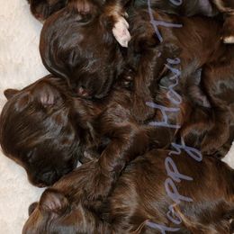 Havanese from Happy Havi Tails