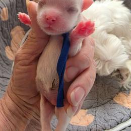 Casper - White male Maltese puppy in Wittmann, Arizona from Marlees Puppies 1