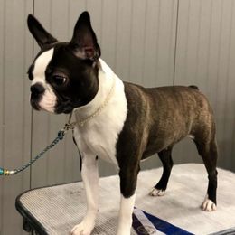 Boston Terriers from Stirling Boston Terriers