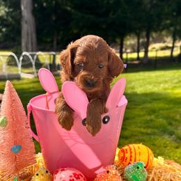 Purple girl - Red  female Goldendoodle puppy in Kitsap County, Washington from Amazing Grace Doodles