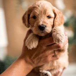 Godiva - Apricot female Goldendoodle puppy in Acton, Maine from Silver Pines Pups