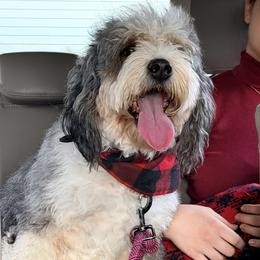 Bernedoodle All Grown Up from Big Sky Bernedoodles
