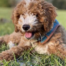 Goldendoodle and Poodle Puppies from CharleighRae Poodles and Doodles