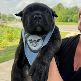 ECHO - Black brindle male Cane Corso puppy in Crossville, Tennessee from CANE CORSO DI DROGHEDA LLC