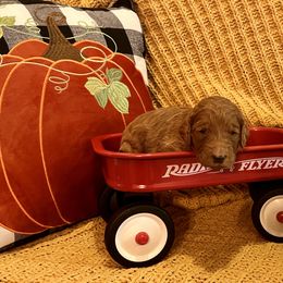 Goldendoodle Puppies from Labradoodleday