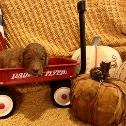Goldendoodle Puppies from Labradoodleday