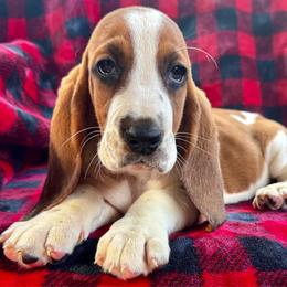 Yana - Mahogany and white female Basset Hound puppy in Cleveland, Tennessee from Smokey Mtn Bassets