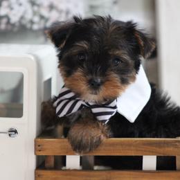 Levi - Black and tan male Yorkshire Terrier puppy in Hughesville, Missouri from Puppykiss4u